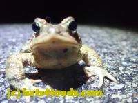/home//u458753944/public_html/sourcegallery/////////////Roxborough Toad Detour/2022/2022-03-17/P3170875.JPG